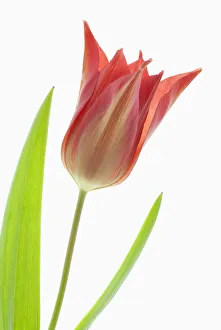 tulipe, tulipe