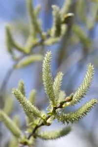 Saule, Salix.