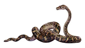 Représentation 3D dun python birman ou Python bivittatus, lun des serpents les plus grands du monde.