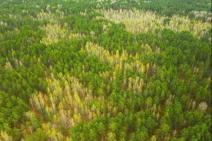 Saison du Printemps. Vue Aérienne de Arbres Fruitiers Sans Feuilles et Forêt de Pins Verts dans le Paysage au Début du Printemps. Vue en Haut depuis une Attitude.
