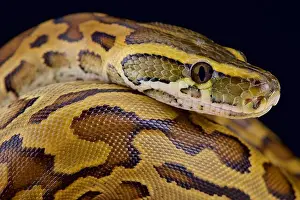 Python du désert (Python sebae)