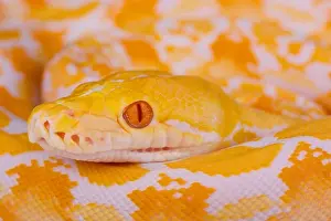 Le python albino reticulé / Le python reticulé.