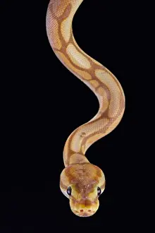 Impression encadrée : Le python royal (Python regius)
