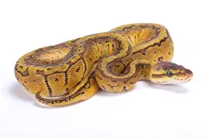 Impression encadrée : Python royal, Python regius. Impression encadrée : Python royal, Python regius.