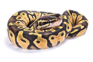 Impression encadrée : Python à tête de ball, Python regius