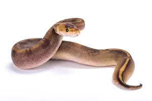 Impression encadrée : Python royal, Python regius
