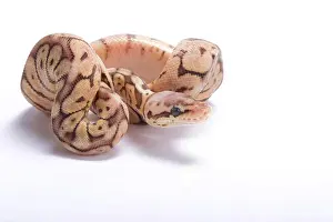 Le python royal, Python regius.