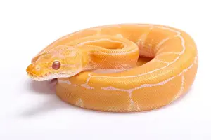 Impression encadrée : Le python royal, Python regius, python albino à rayures. Impression encadrée : Le python royal, Python regius, python albino à rayures.