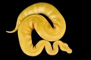 La python de ball (Python regius) est l'une des espèces les plus populaires de serpents d'animal de compagnie dans le monde.