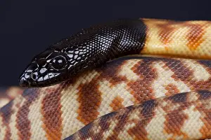 Python à tête noire / Aspidites melanocephalus