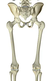 Les os de la jambe inférieure