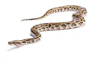 Python birman, Python bivittatus.