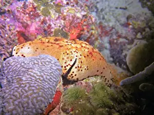 Impression encadrée : Les Échinodermes, Exploration de la Mer Profonde 2025.