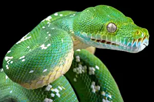 Impression encadrée : Le python vert de l'arbre (Morelia viridis)