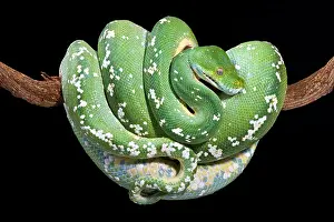 Impression encadrée : Le python vert de l'arbre (Morelia viridis)