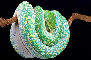 Le python vert (Morelia viridis)
