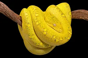 Python vert de larbre, Morelia viridis.