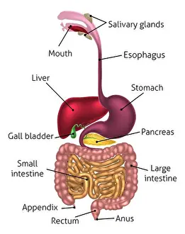 Système digestif humain, tractus digestif ou canal alimentaire comprenant des étiquettes avec les orthographes américaines.