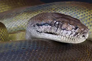 Impression encadrée : Papouasie Python  /  Apodora papuana