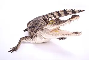 Impression encadrée : Caiman philippin, Crocodylus mindorensis Impression encadrée : Caiman philippin, Crocodylus mindorensis