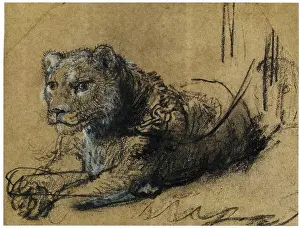 L'étude de Rembrandt d'un lion jeune reposant démontre son talent à capter la forme naturelle.