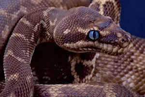 Impression encadrée : Python à échasses rugueuses / Morelia carinata Impression encadrée : Python à échasses rugueuses / Morelia carinata