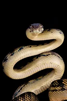 Impression encadrée : Le python érable  /  Morelia amethistina.