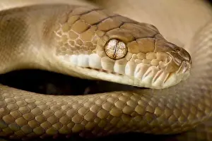 Impression encadrée : Le python écaillé (Morelia amethistina)