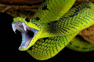 Impression encadrée : Attaque de serpent.