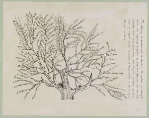 Arbre de classifications bibliographiques