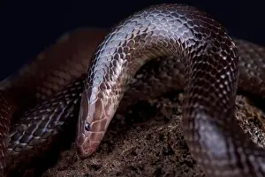 L'asp à creusement variable (Atractaspis irregularis).
