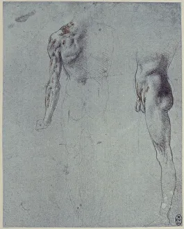 Royal Library Of Windsor Collection Impressions: Anatomical study