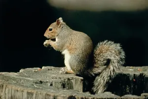Tree Dwelling Mammals Impressions: A squirrel on a tree trunk