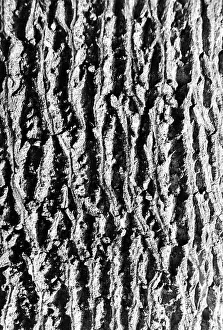 Tree Bark Impressions: Bark of tree