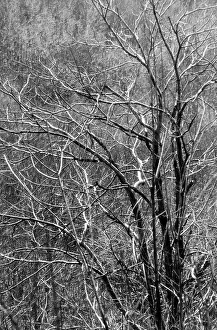 Tree Branches Impressions: Branches