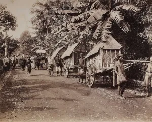 Vegetable Kingdom Elements Impressions: Conveyors of the island of Java