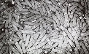 Agricultural Cultivation Impressions: Ears of corn