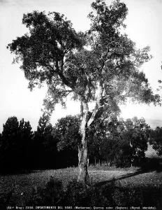 Quercus Suber Impressions: Example of Quercus Suber (Cork Tree), Montauroux, Departement of Var, France