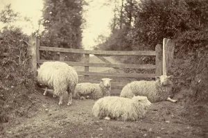 Farming Landscape Photography Impressions: A flock of sheep on a path