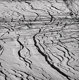 Natural Elements Photography Impressions: Ground