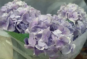 Hortensia Plant Impressions: Hydrangeas