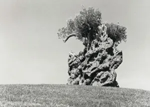 Old Olive Tree Impressions: old olive tree