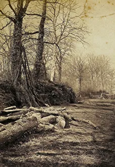 Tree Silhouette Photography Impressions: Path in a forest