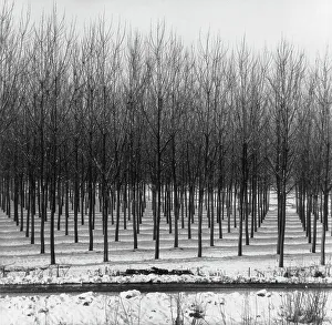 Filari darbres dans la neige