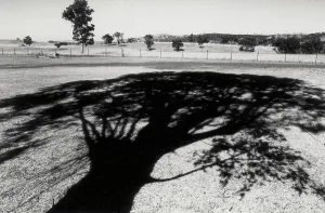Tree Silhouette Impressions: Shadow of a tree