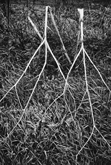 Nature Mood Images Impressions: Shrubbery