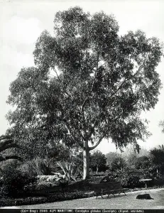Succulent Plant Species Impressions: Specimen of the Eucalyptus globulus (Eucalyptus), in the Maritime Alps in France
