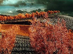 Countryside Landscape Impressions: Tree and fields