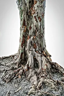 Close Up Tree Bark Impressions: Close up of texture on a tree