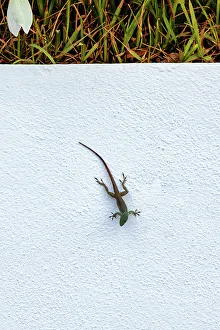 Green Lizards In Nature Impressions: Lizard on white background